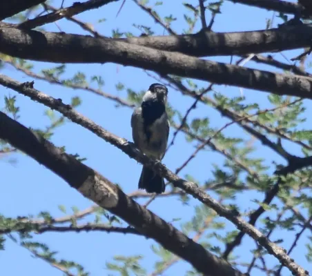 File:Melaniparus thruppi 135134433.jpg