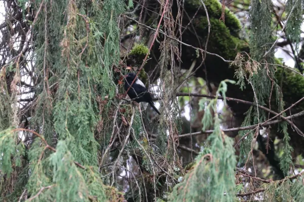 File:Melaniparus leuconotus 207303043.jpg
