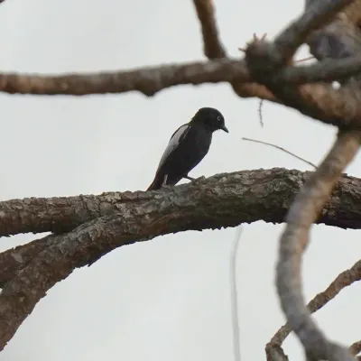 File:Melaniparus guineensis 260417726.jpg