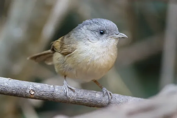 File:Alcippe poioicephala davisoni - Kaeng Krachan.jpg