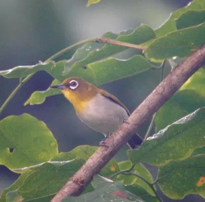 File:Zosterops kuehni 247437638.jpg