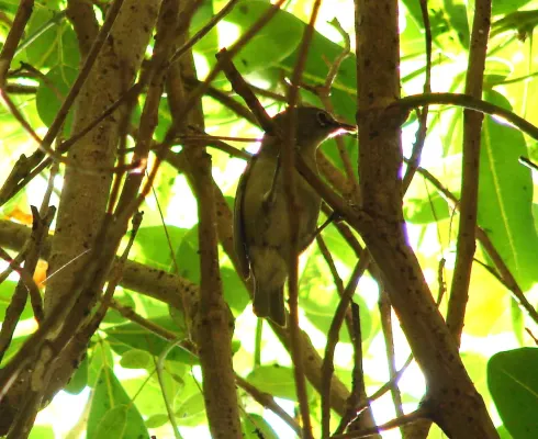 File:Zosterops modestus 310648.jpg