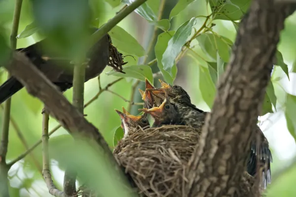 File:Turdus mandarinus 02.jpg