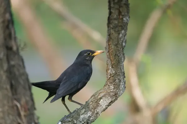 File:Turdus mandarinus.jpg