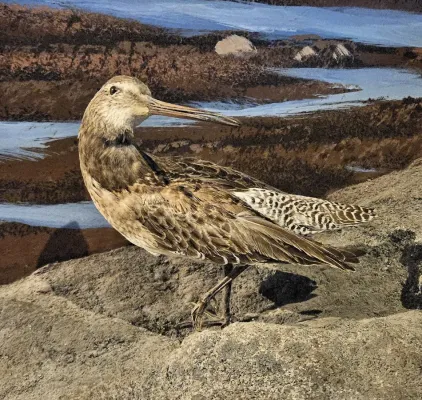 File:Taxidermied Limnodromus griseus - MBMNH.jpg