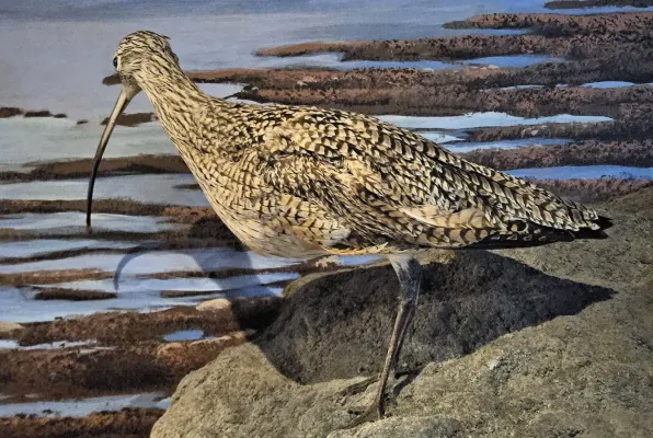 File:Taxidermied Numenius americanus - MBMNH.jpg