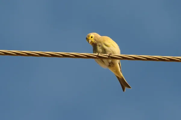 File:Serinus syriacus 93094713.jpg