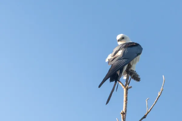 File:Swallow-tailed Kite (Elanoides forficatus).jpg