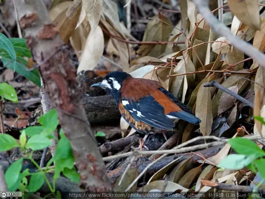 File:Geokichla dohertyi, escaped captive bird, Taiwan 1.jpg