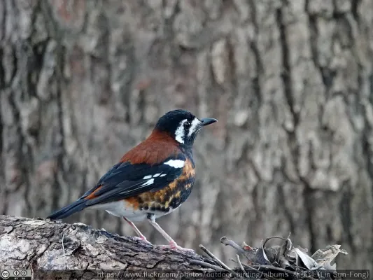 File:Geokichla dohertyi, escaped captive bird, Taiwan 2.jpg