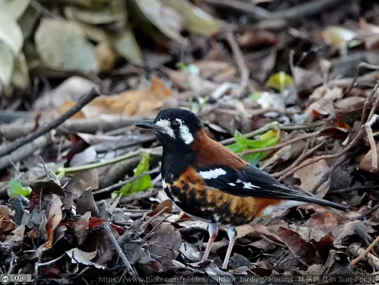 File:Geokichla dohertyi, escaped captive bird, Taiwan 3.jpg