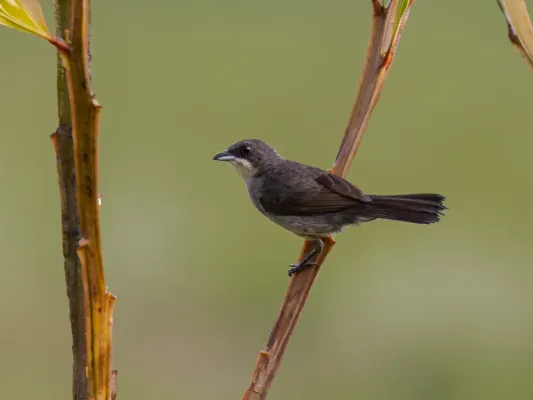 File:Tachyphonus phoenicius Red-shouldered Tanager (female); Serra do Navio, Amapá, Brazil.jpg