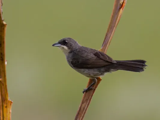 File:Tachyphonus phoenicius Red-shouldered Tanager (female); Serra do Navio, Amapá, Brazil (cropped).jpg