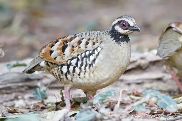 File:Arborophila brunneopectus - Kaeng Krachan.jpg