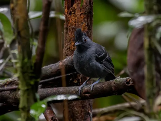 File:Percnostola rufifrons Black-headed Antbird (male); Serra do Navio, Amapá, Brazil.jpg