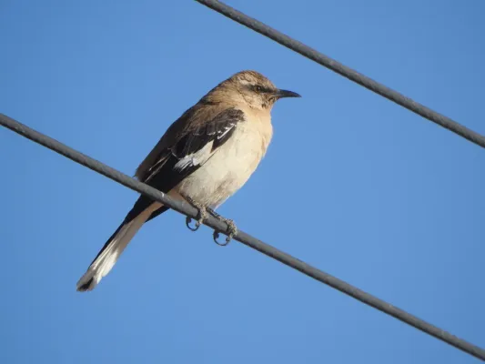 File:Mimus dorsalis 238416410.jpg