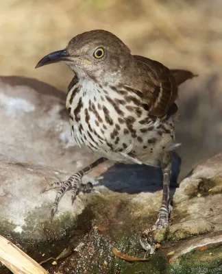File:Toxostoma longirostre 205862576.jpg