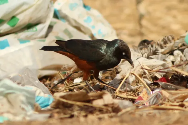 File:Lamprotornis pulcher 32708059.jpg