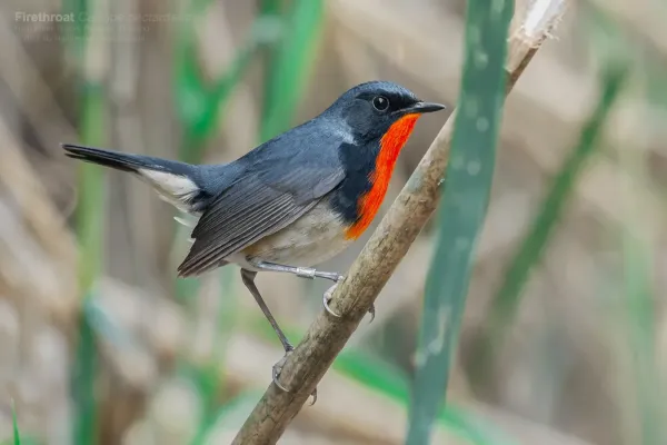 File:Calliope pectardens 132843395.jpg