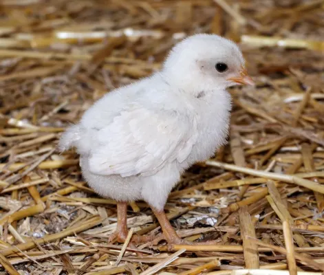 File:Gallus gallus domesticus - Vogelpark Steinen 03.jpg