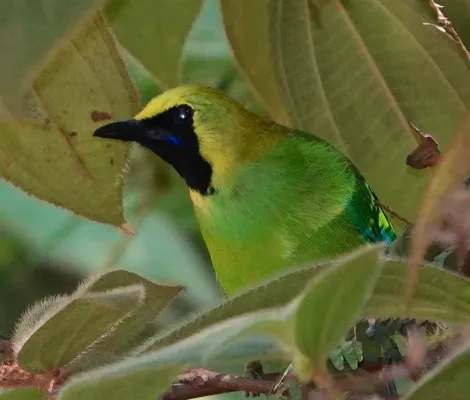File:Chloropsis cochinchinensis 227741006.jpg
