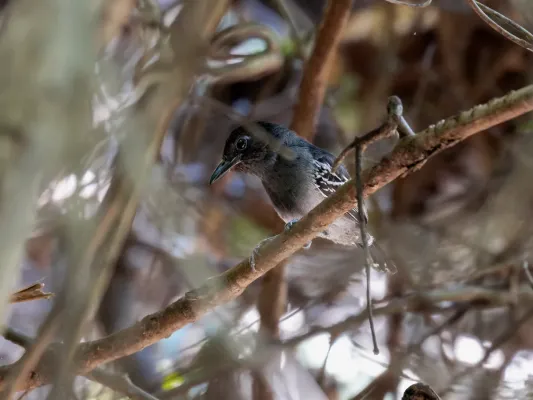 File:Thamnophilus nigrocinereus Blackish-gray Antshrike (male); river Tapajós island, Itaituba, Pará, Brazil.jpg