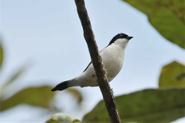 File:Nigrita fusconotus fusconotus 239055338.jpg