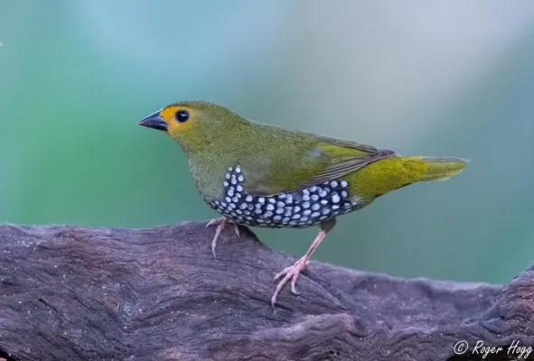 File:Mandingoa nitidula nitidula 109211776.jpg