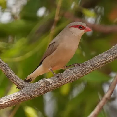 File:Estrilda troglodytes 260040415.jpg