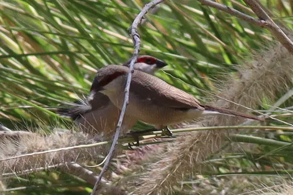 File:Estrilda rufibarba 261049583.jpg