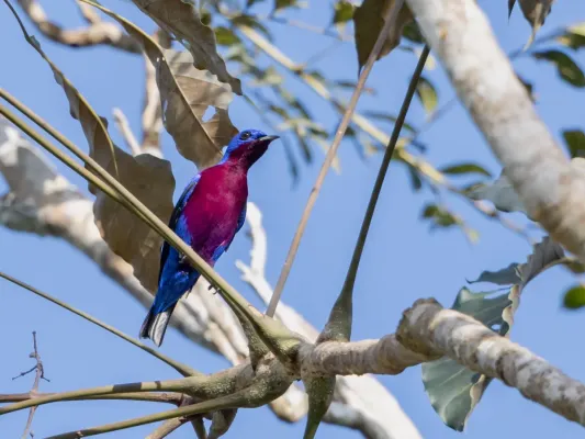 File:Cotinga cotinga Purple-breasted Cotinga (male); Amazonia National Park, Itaituba, Pará, Brazil.jpg