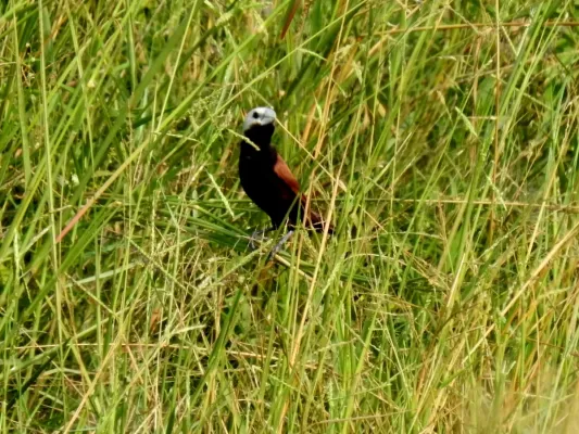 File:Lonchura ferruginosa 241375083.jpg