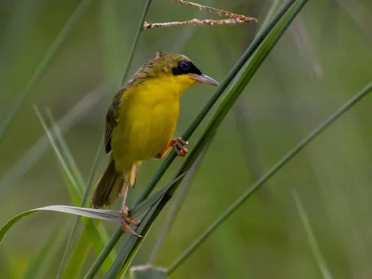 File:Geothlypis aequinoctialis Masked Yellowthroat (male); Serra do Navio, Amapá, Brazil.jpg
