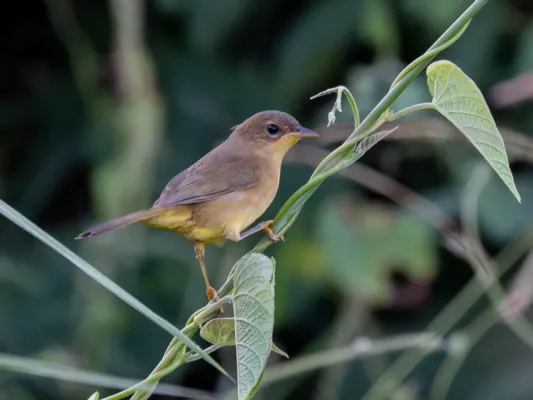 File:Geothlypis aequinoctialis Masked Yellowthroat (female); Itaituba, Pará, Brazil.jpg