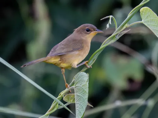 File:Geothlypis aequinoctialis Masked Yellowthroat (female); Itaituba, Pará, Brazil (cropped).jpg