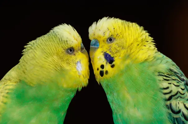 File:Melopsittacus undulatus - Vogelpark Steinen 03.jpg