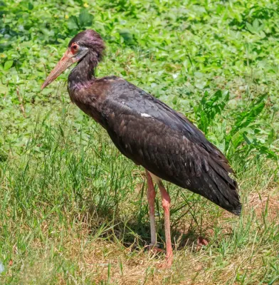 File:Ciconia abdimii - Vogelpark Steinen 01.jpg