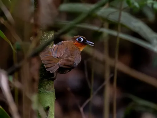 File:Gymnopithys rufigula Rufous-throated Antbird; Serra do Navio, Amapá, Brazil.jpg