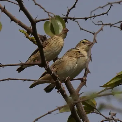 File:Euplectes franciscanus 260048384.jpg