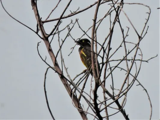 File:Ploceus weynsi 48507625.jpg