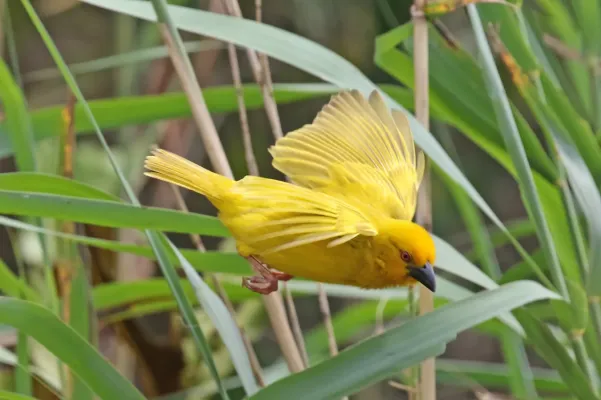 File:Ploceus subaureus subaureus 73298949.jpg