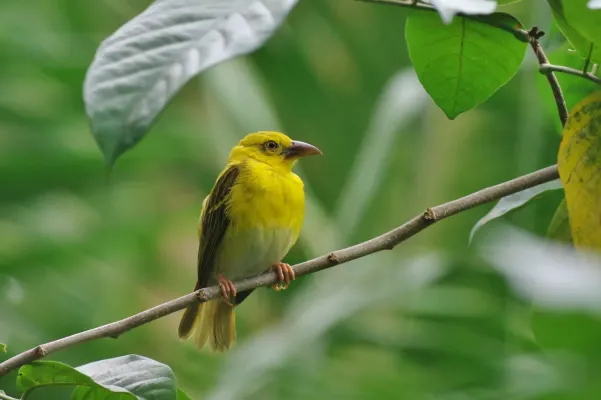 File:Ploceus princeps 12933308.jpg