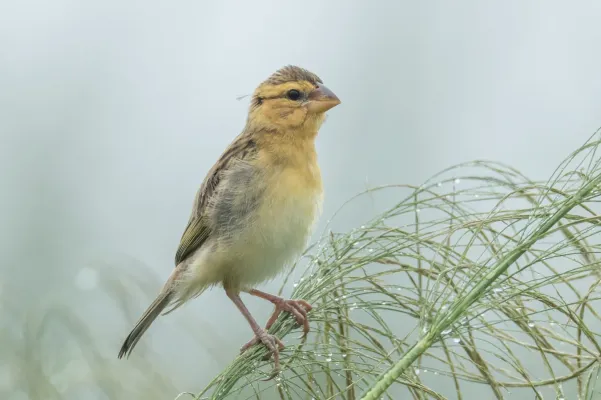 File:Ploceus hypoxanthus chryseus 99356148.jpg