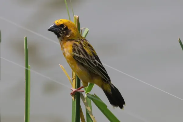 File:Ploceus hypoxanthus 71234069.jpg