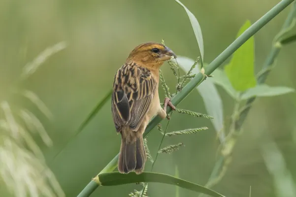 File:Ploceus hypoxanthus chryseus 102885587.jpg