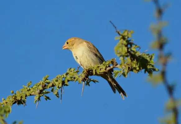 File:Passer luteus 262388966.jpg