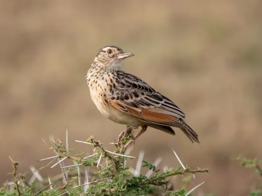 File:(Passeriformes Alaudidae) Mirafra albicauda, Vitstjärtad lärka White-tailed lark (46508426724).jpg