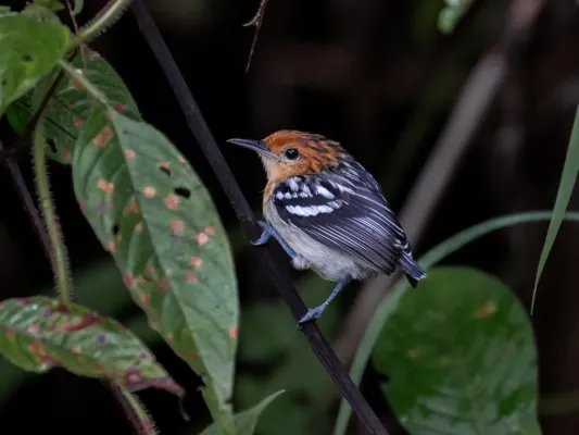 File:Myrmotherula surinamensis Guianan Streaked-Antwren (female); Serra do Navio, Amapá, Brazil 02.jpg