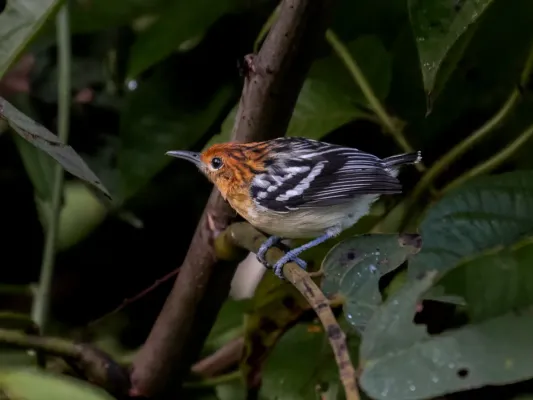 File:Myrmotherula surinamensis Guianan Streaked-Antwren (female); Serra do Navio, Amapá, Brazil 01.jpg