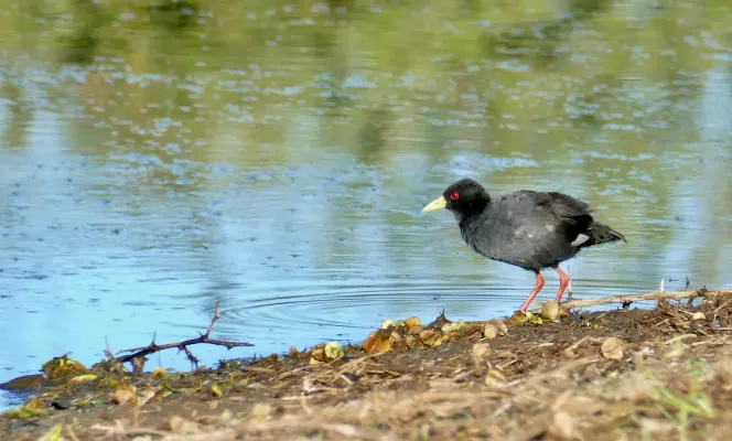 File:Black Crake (Zapornia flavirostra) (53070447240).jpg